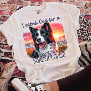 BORDER COLLIE (DTF)